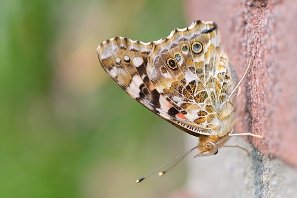 distelvlinder (Vanessa cardui) 7-2016 1849